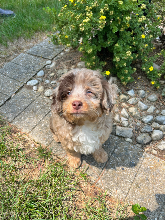 Mini Aussiedoodle