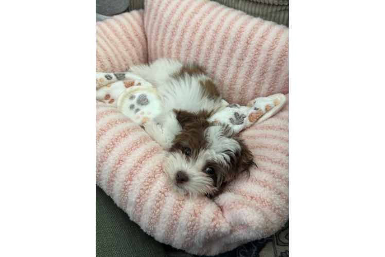 Havapoo Pup Being Cute