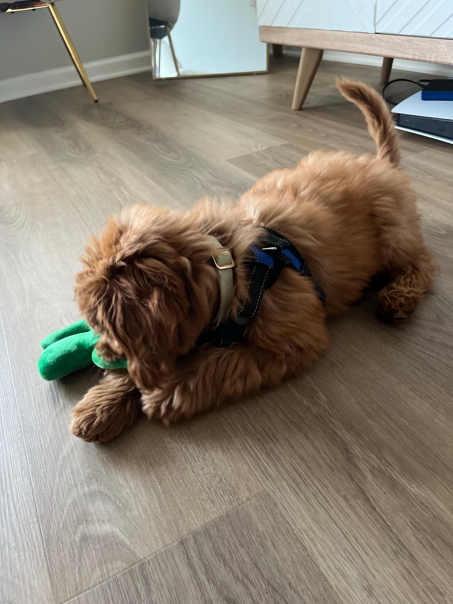 Cute Mini Goldendoodle Baby