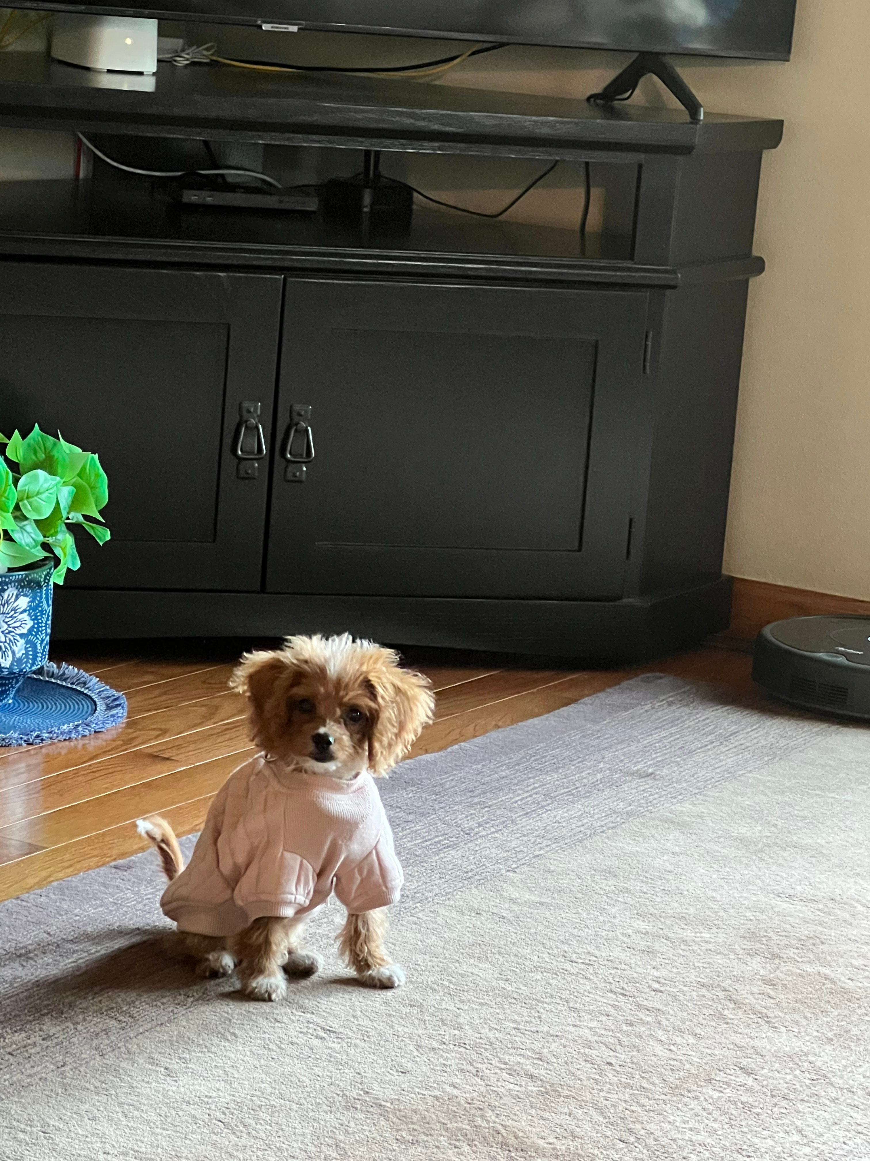 Petite Cockapoo Poodle Mix Pup
