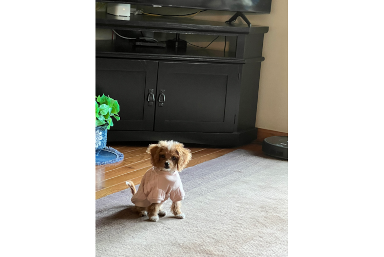 Petite Cockapoo Poodle Mix Pup