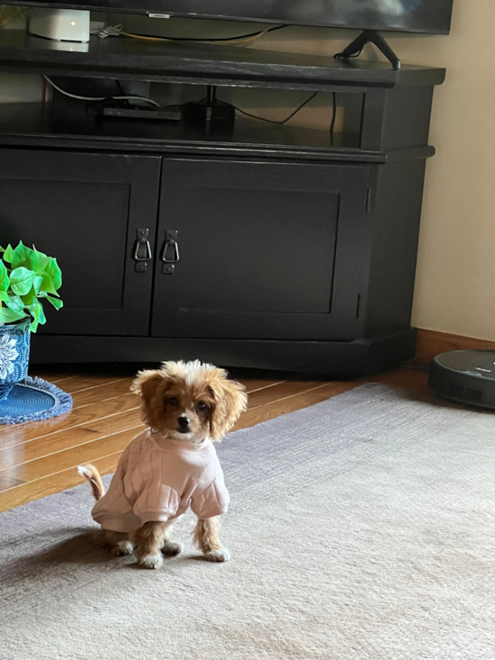 Penny