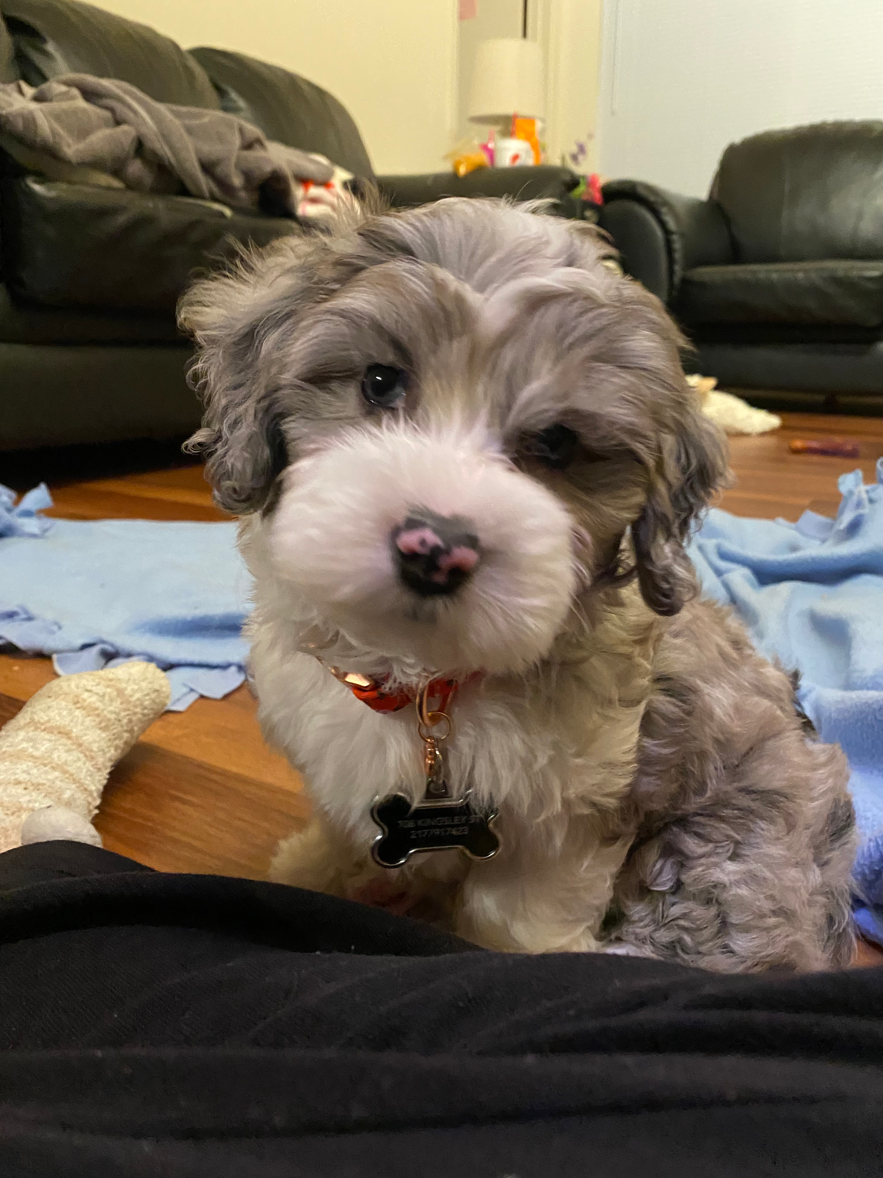 Mini Aussiedoodle Pup Being Cute
