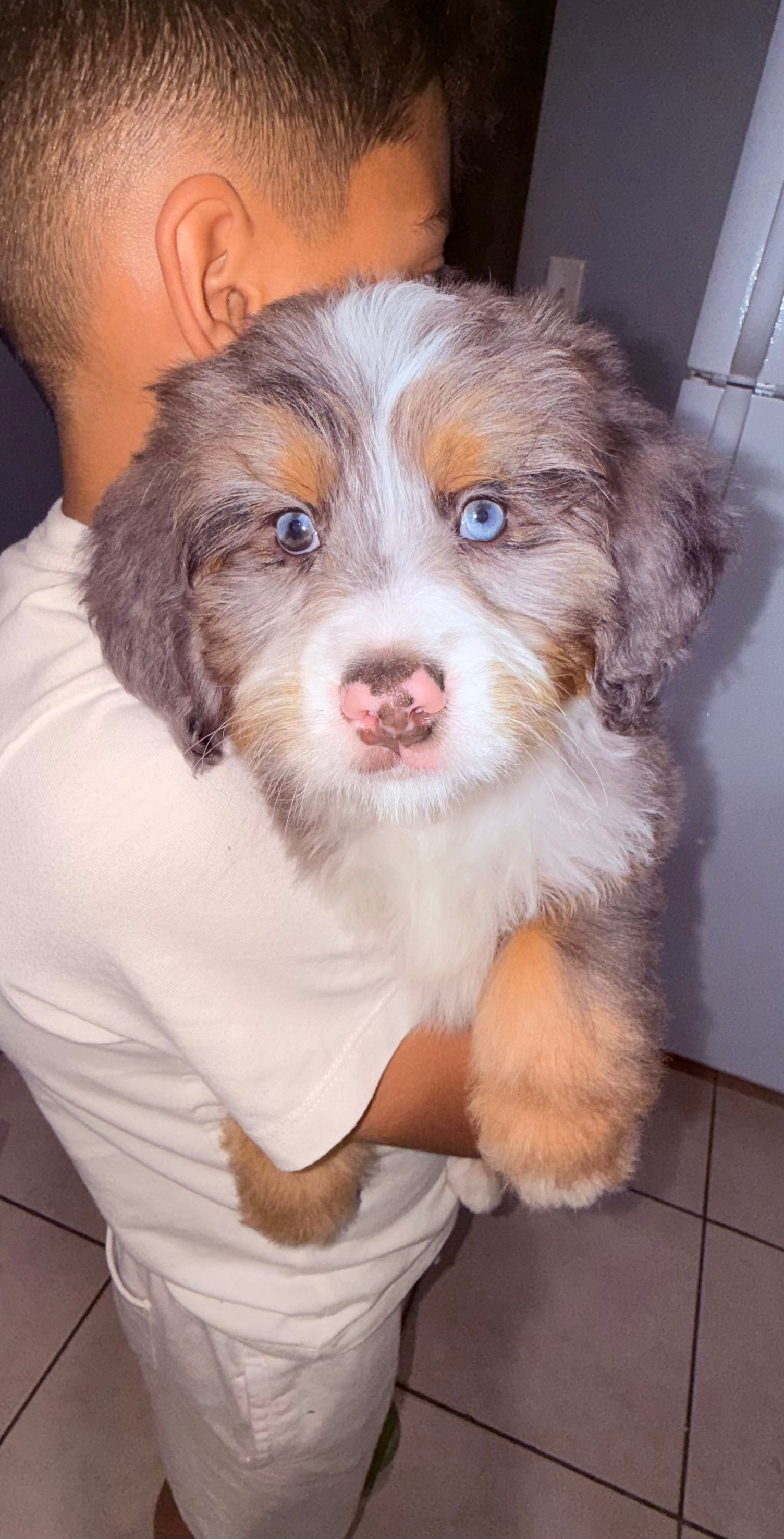 Small Mini Bernedoodle Baby
