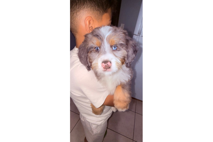 Small Mini Bernedoodle Baby