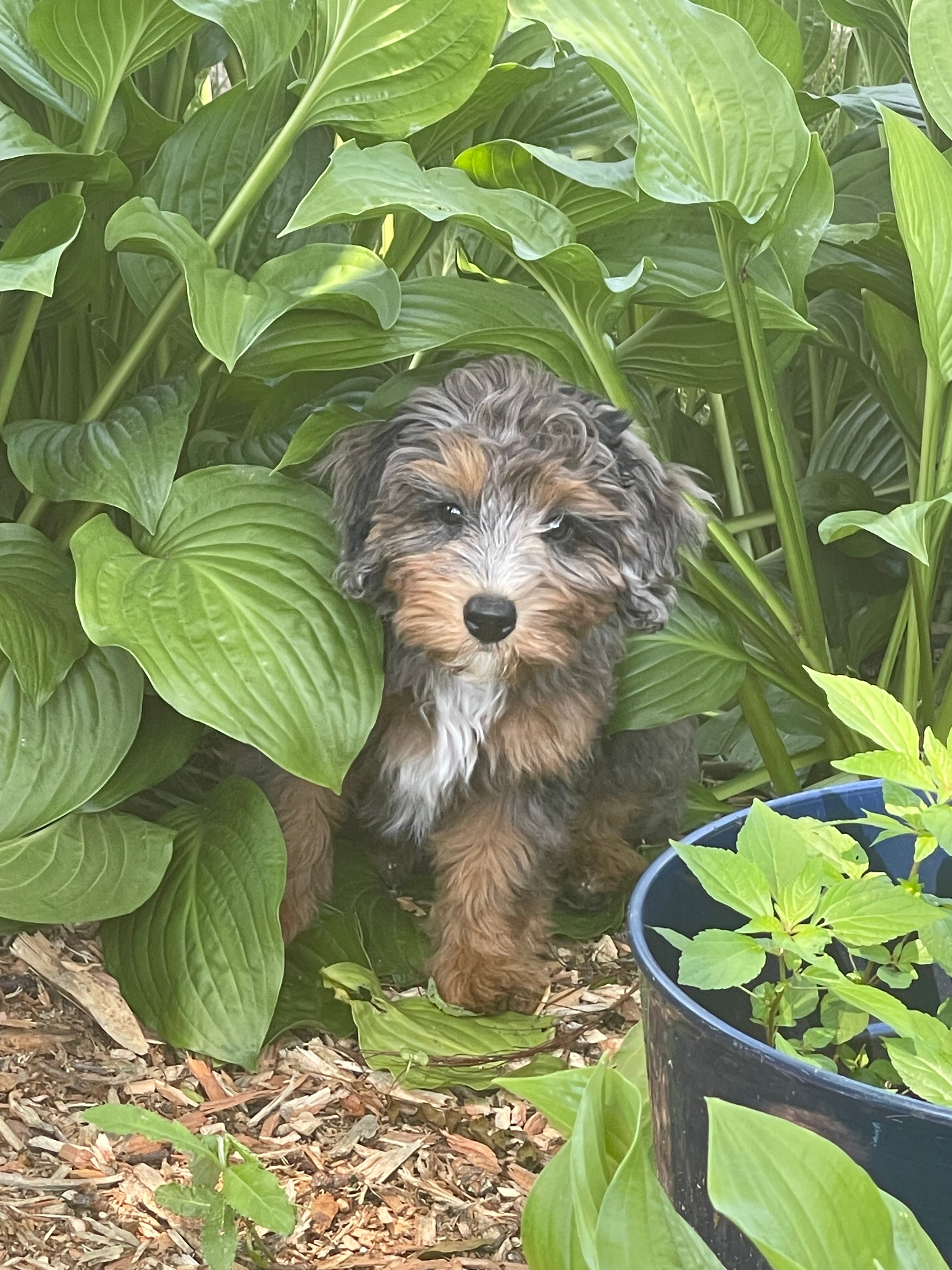 Mini Bernedoodle Puppy for Adoption