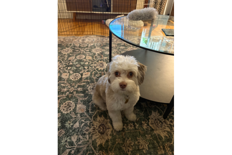 Best Mini Aussiedoodle Baby