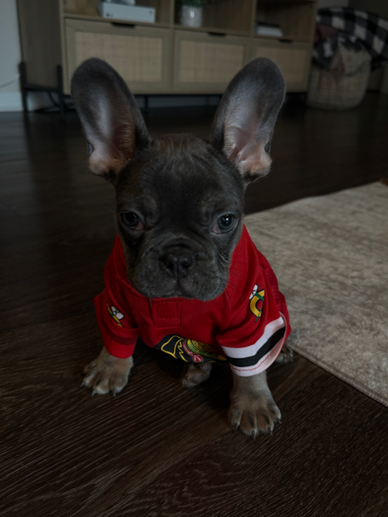 French Bulldog
