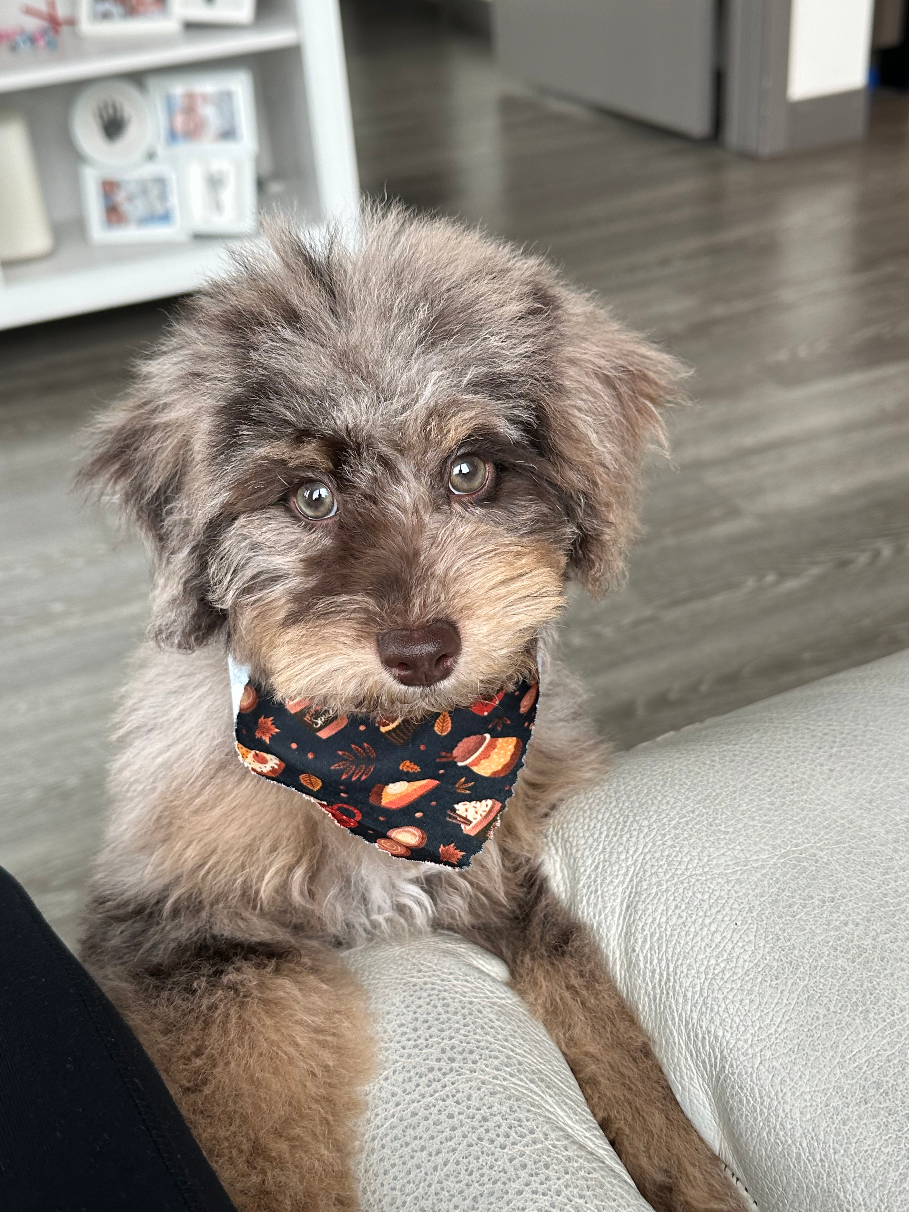 Hypoallergenic Poodle Purebred Pup