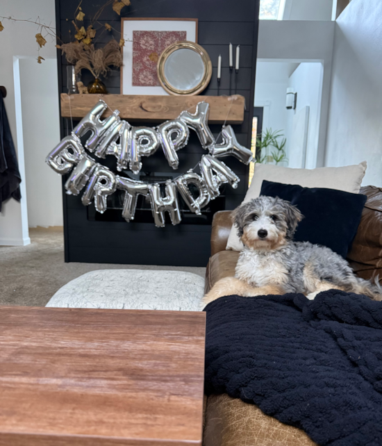 Mini Bernedoodle