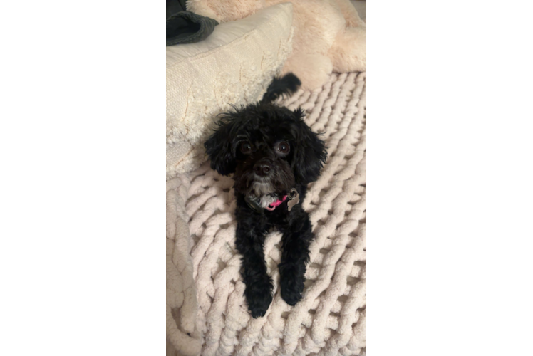 Friendly Havapoo Baby