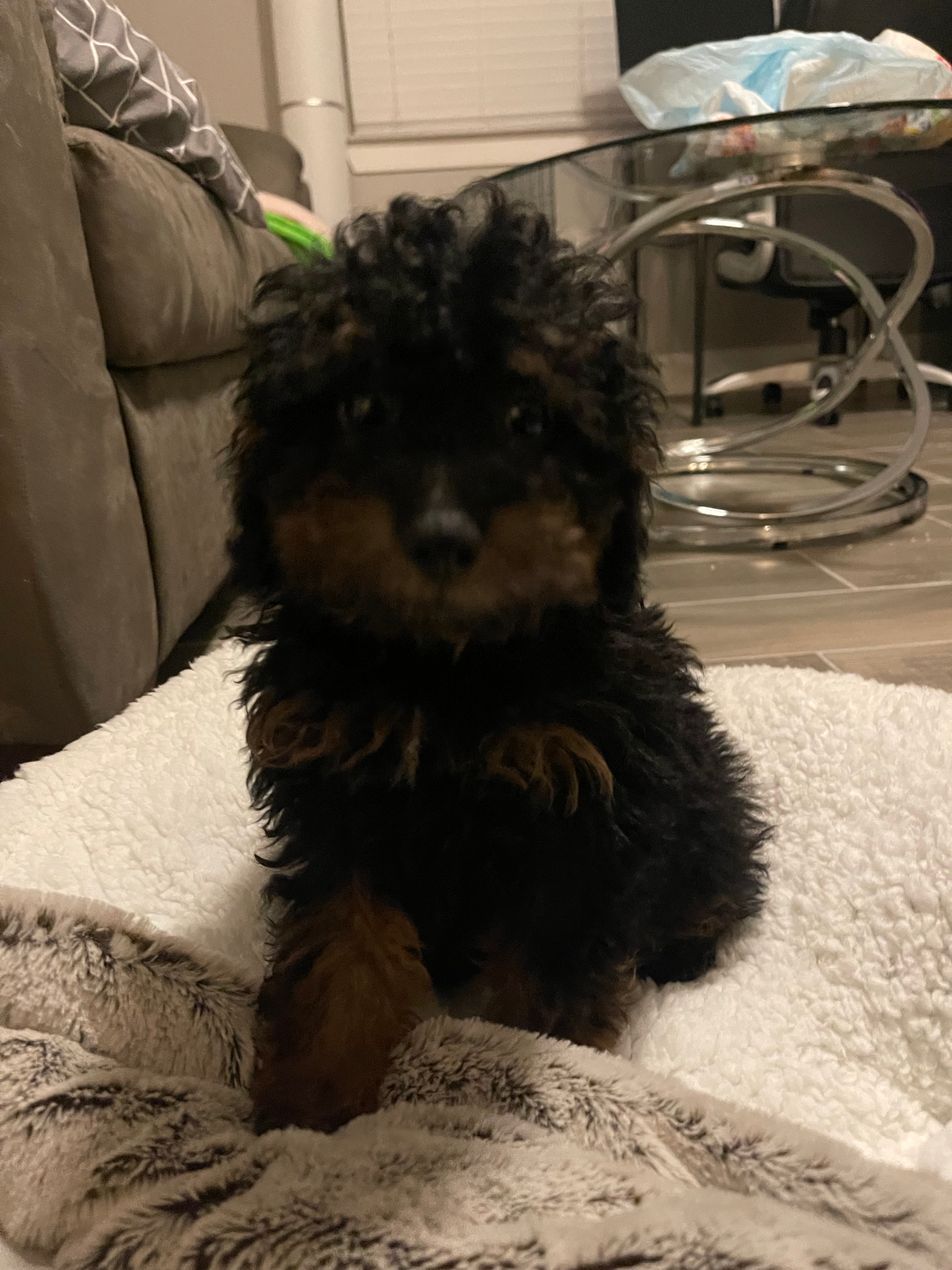 Cute Pudle Purebred Puppy