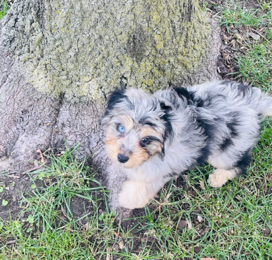 Mini Aussiedoodle