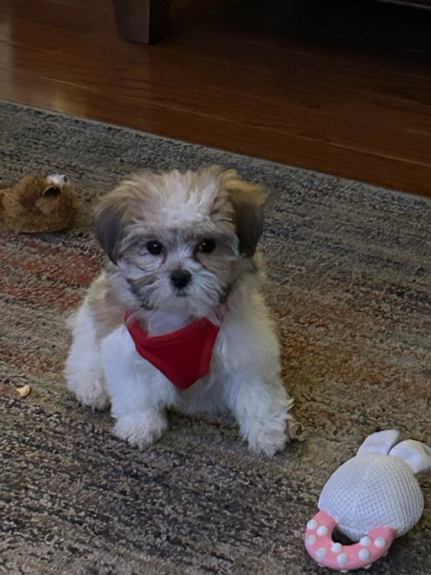 Best Teddy Bear Baby