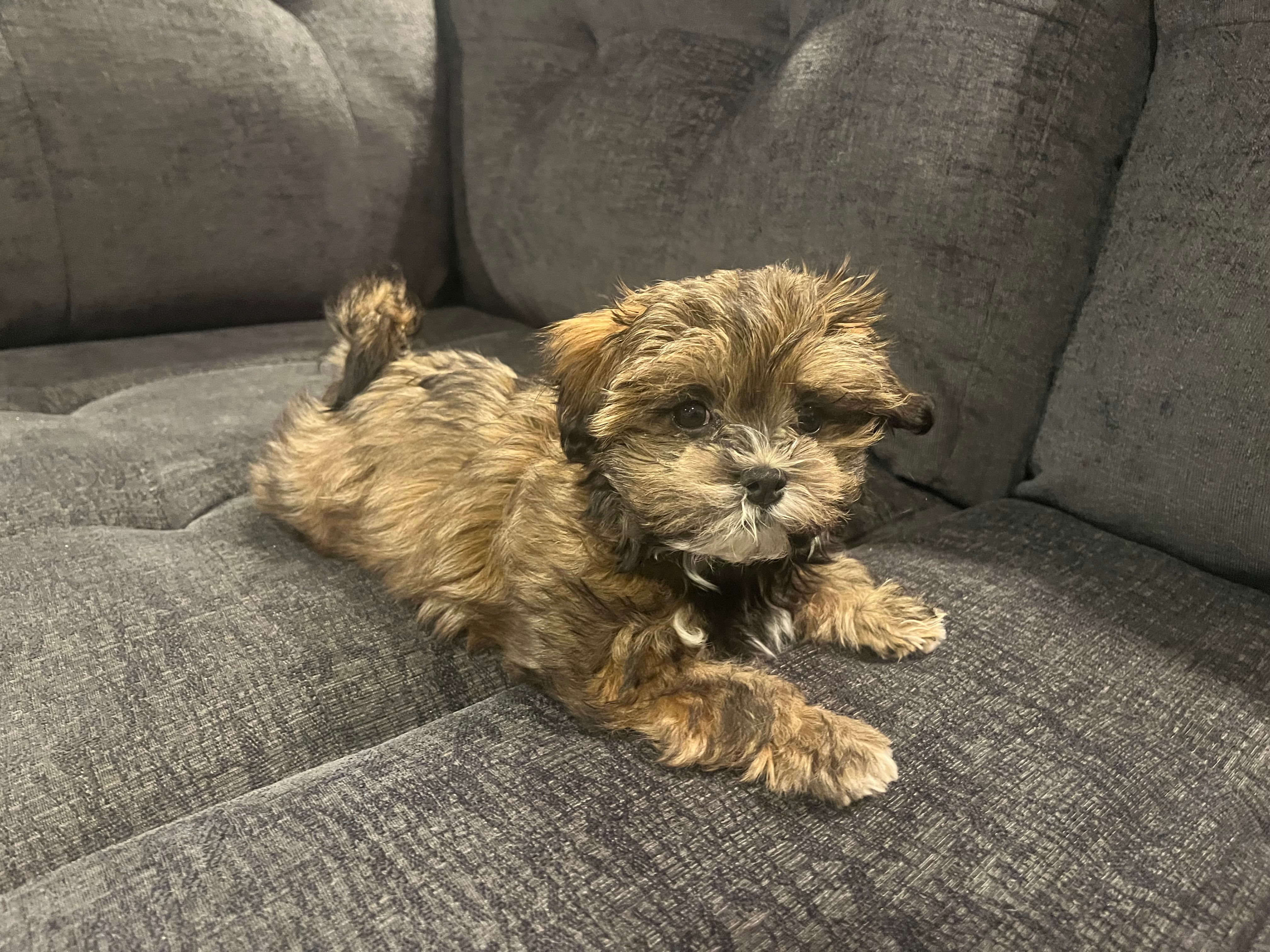 Hypoallergenic Shi Chon Designer Puppy