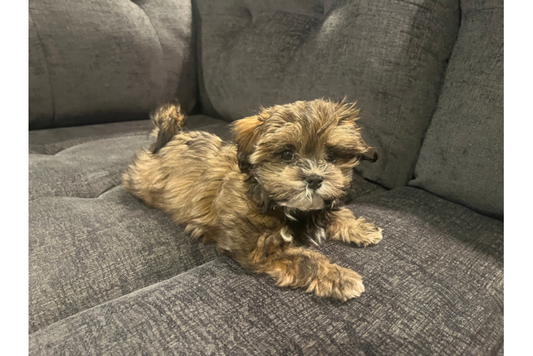 Hypoallergenic Shi Chon Designer Puppy