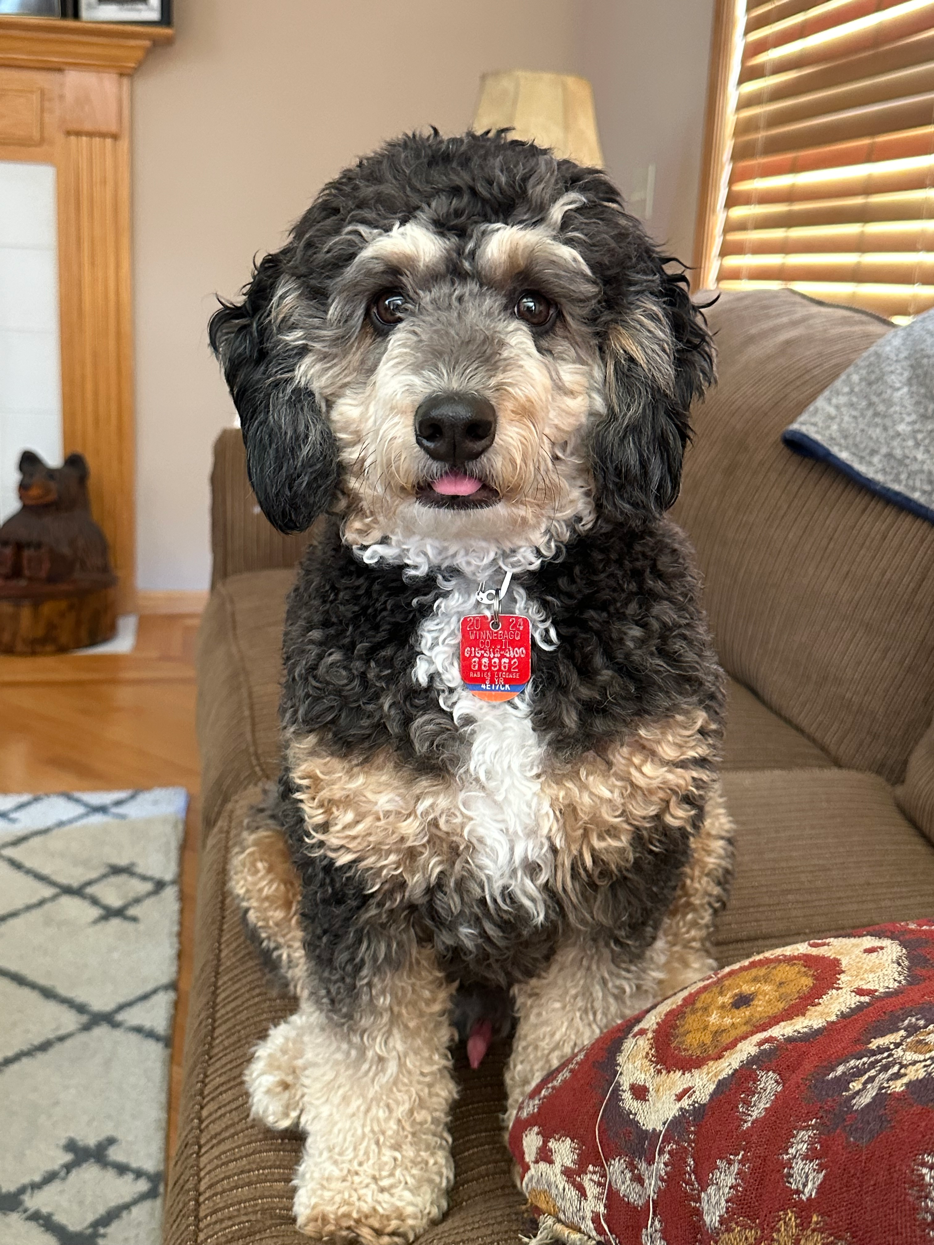 Happy Mini Bernedoodle Baby