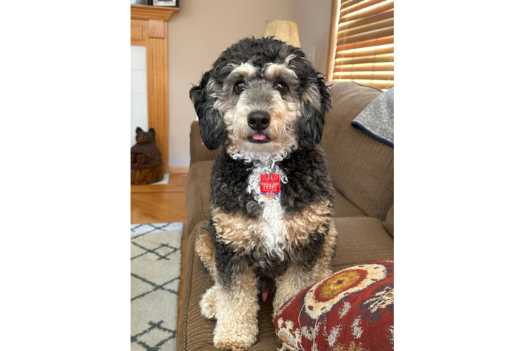 Happy Mini Bernedoodle Baby