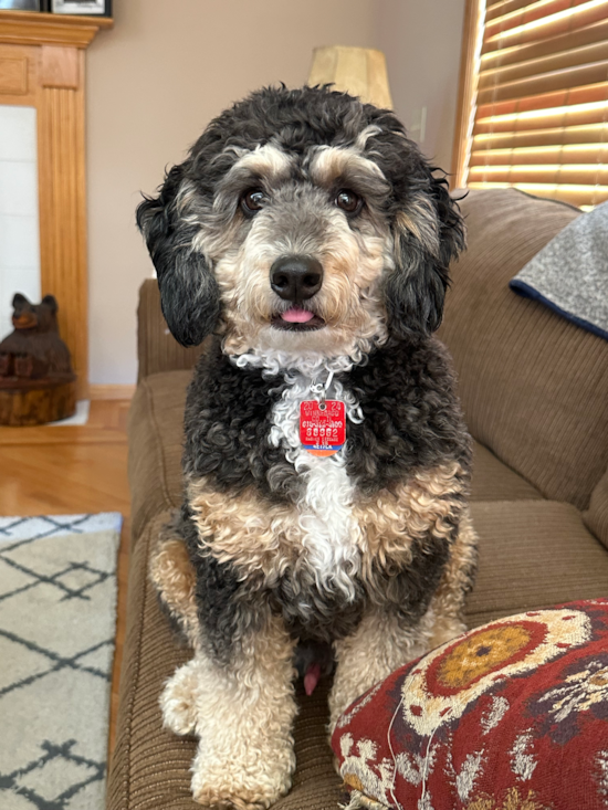 Mini Bernedoodle