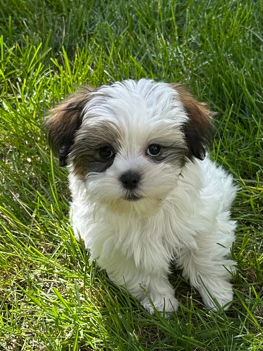 Sweet Teddy Bear Baby