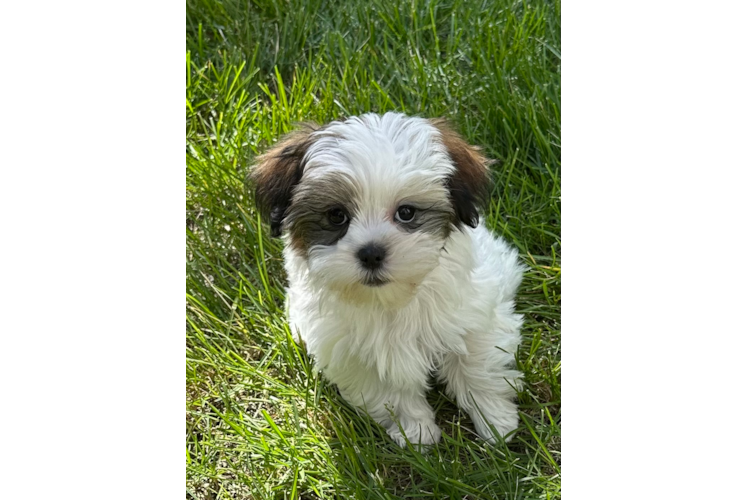 Sweet Teddy Bear Baby