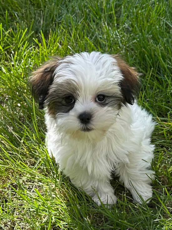 Teddy Bear