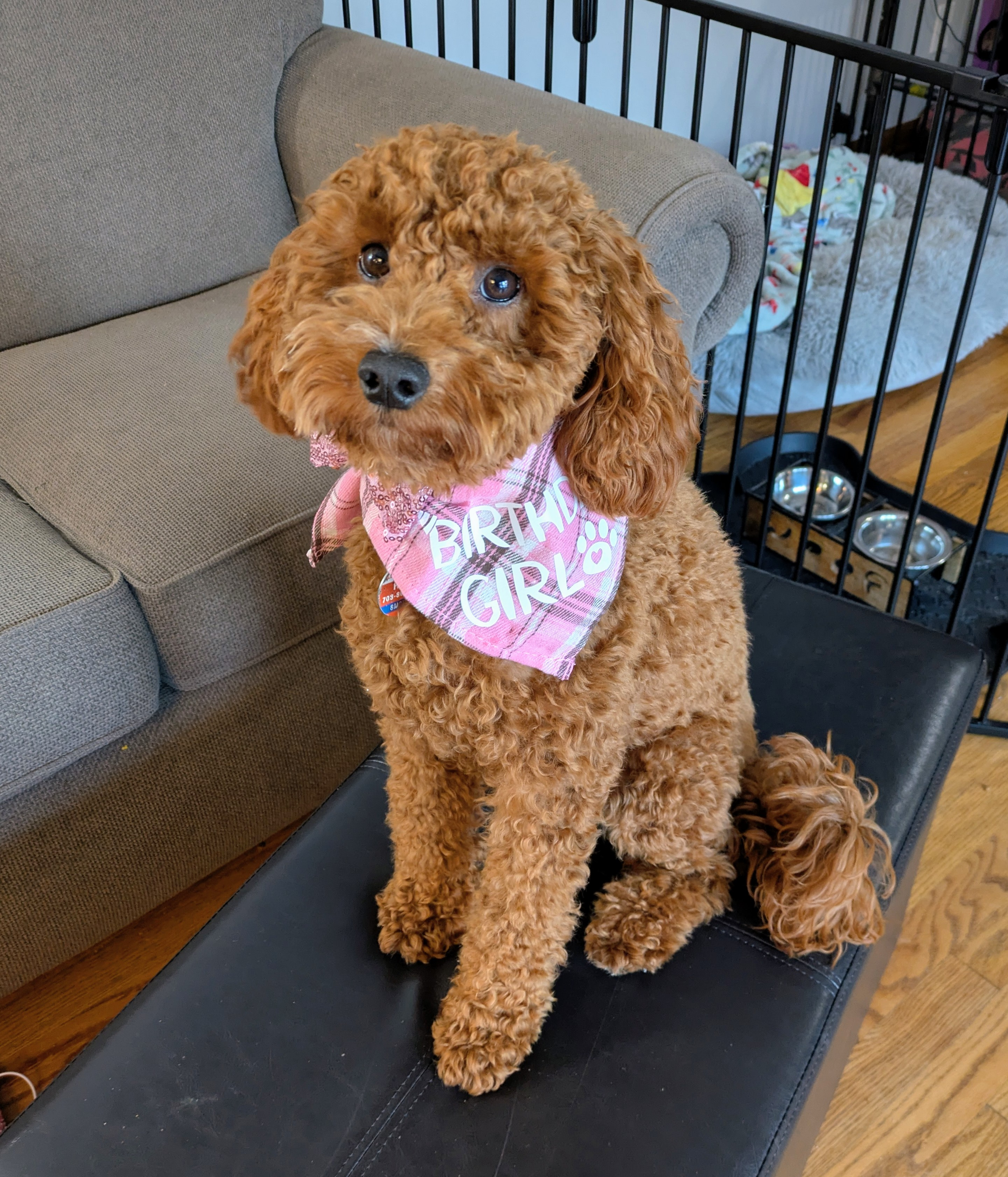Smart Mini Irish Doodle Poodle Mix Pup