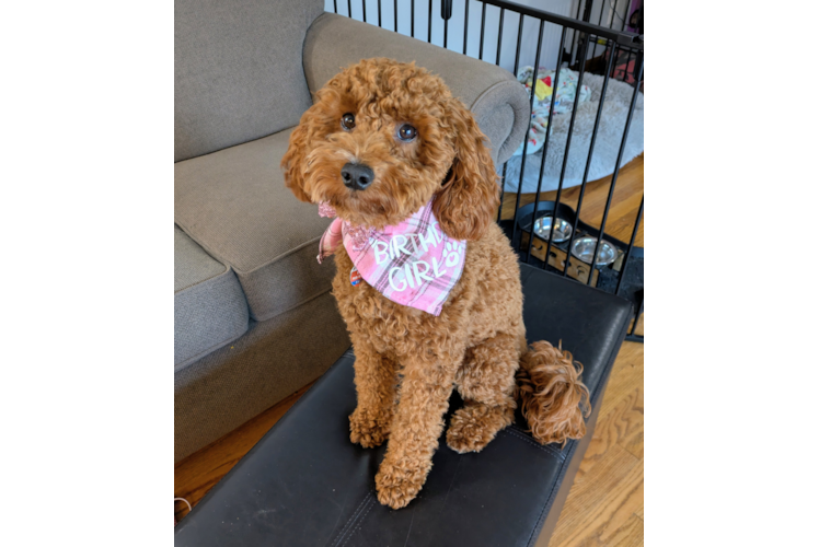 Smart Mini Irish Doodle Poodle Mix Pup