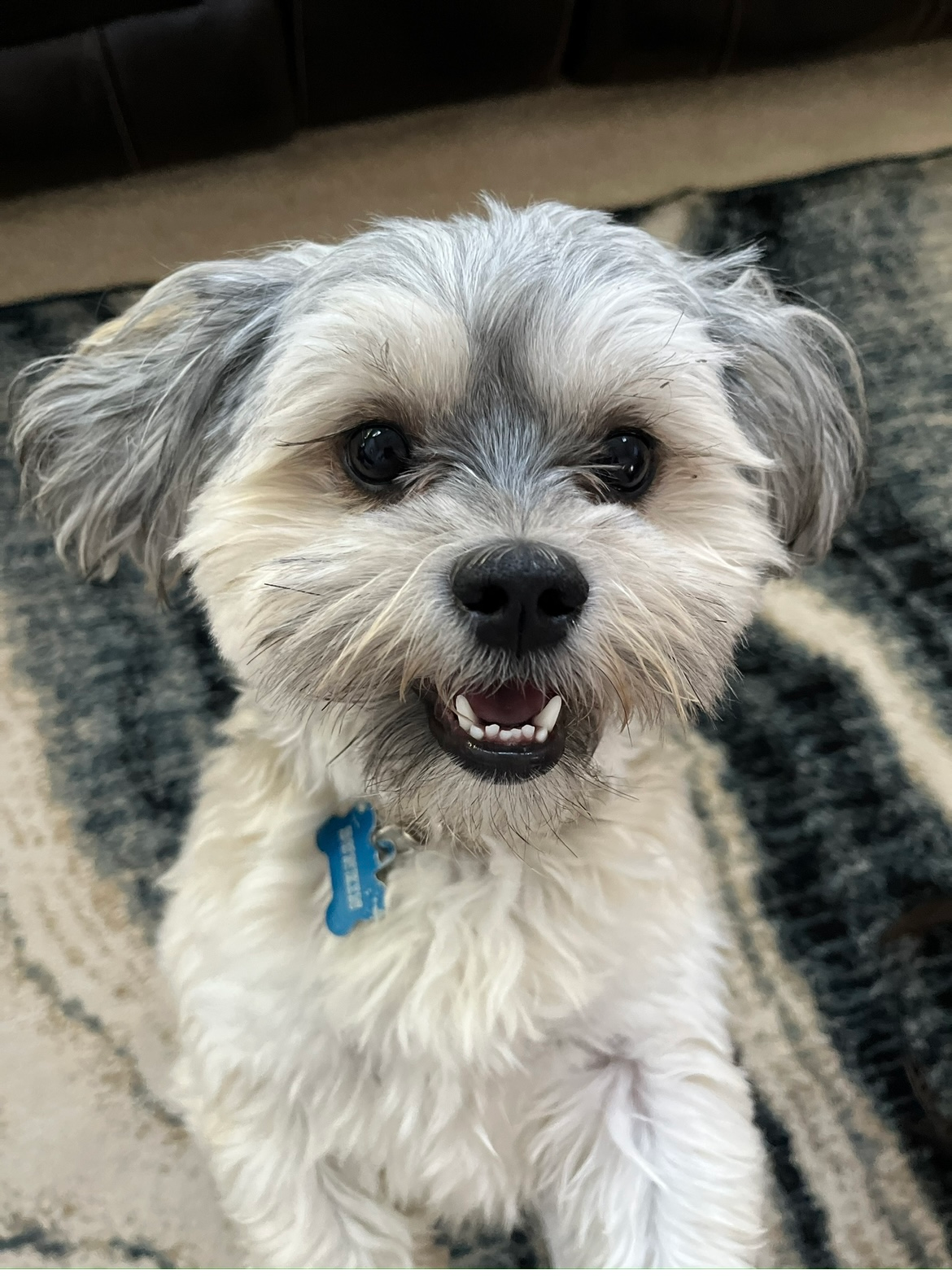 Teddy Bear Puppy for Adoption