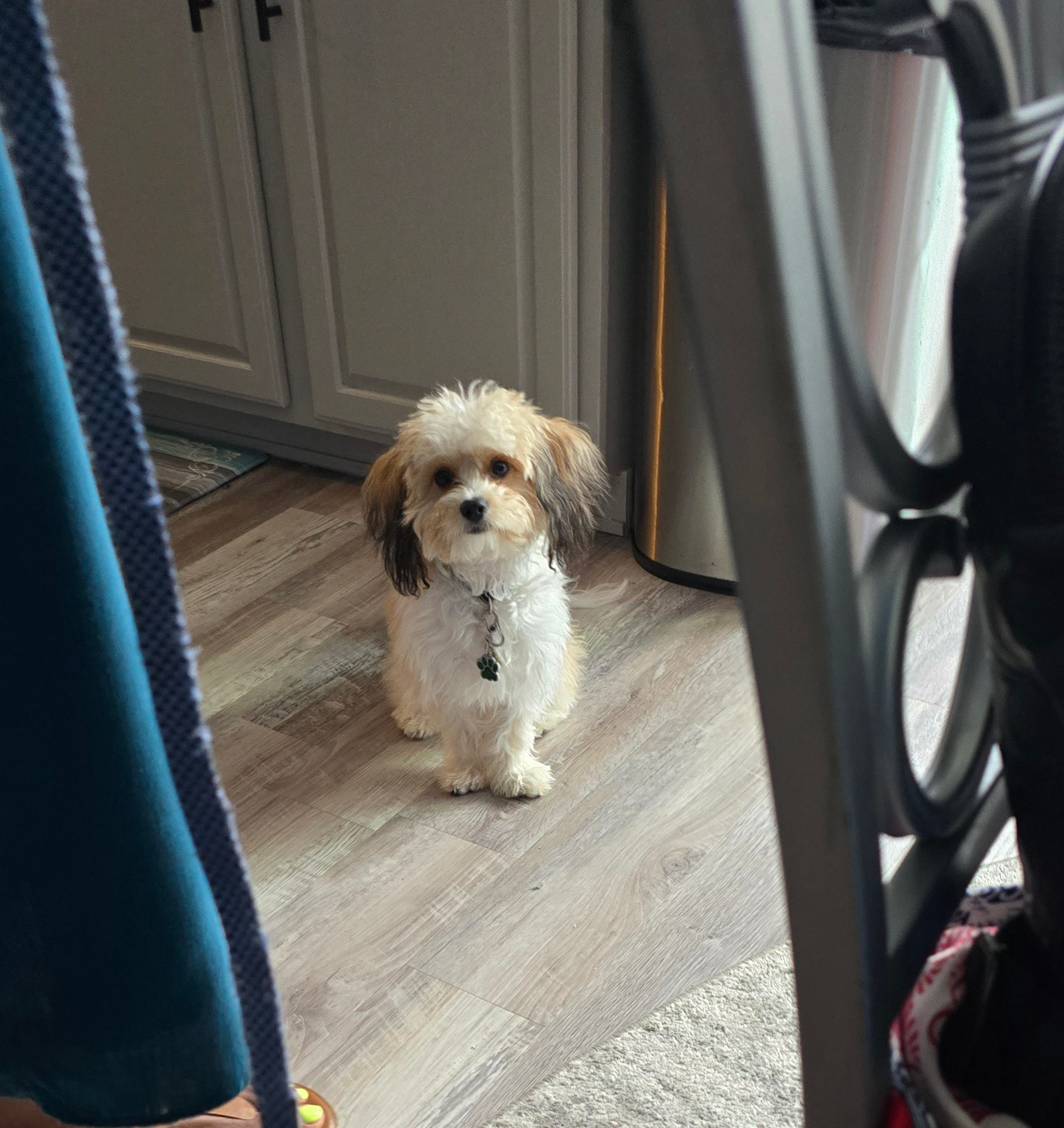 Cavachon Puppy for Adoption