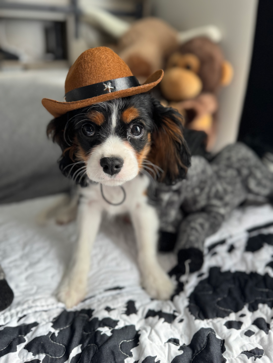 Cavalier King Charles Spaniel