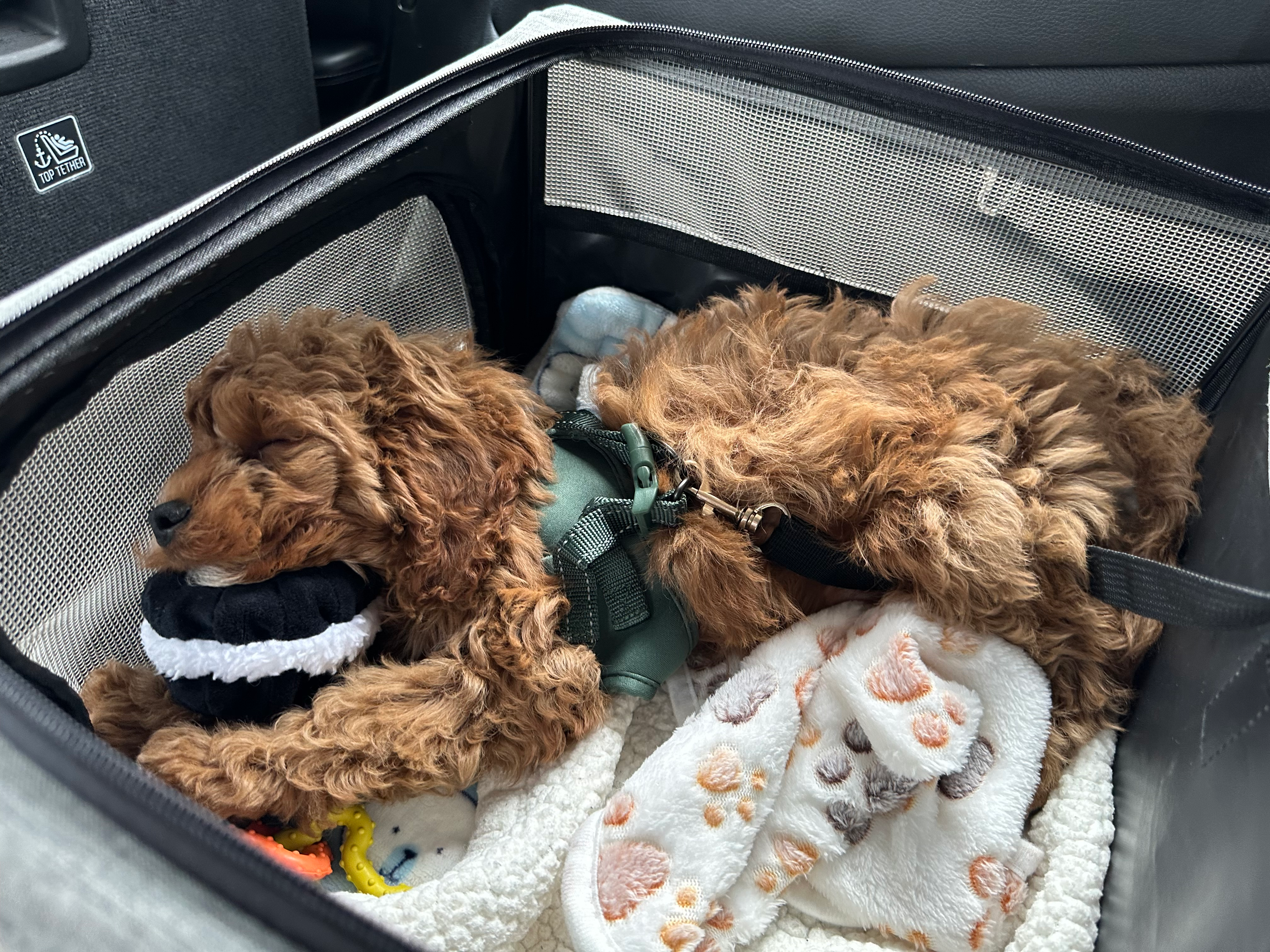 Sweet Cavapoo Baby