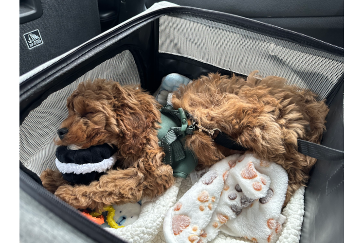 Sweet Cavapoo Baby