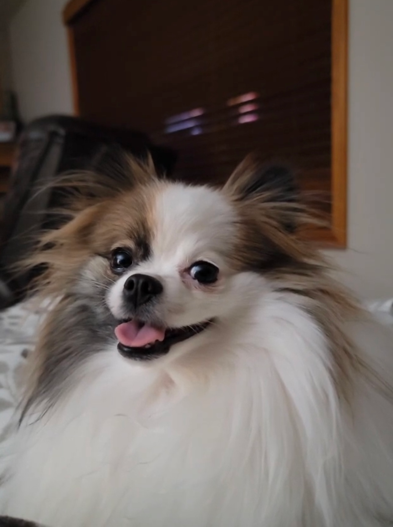 Funny Pomeranian Baby