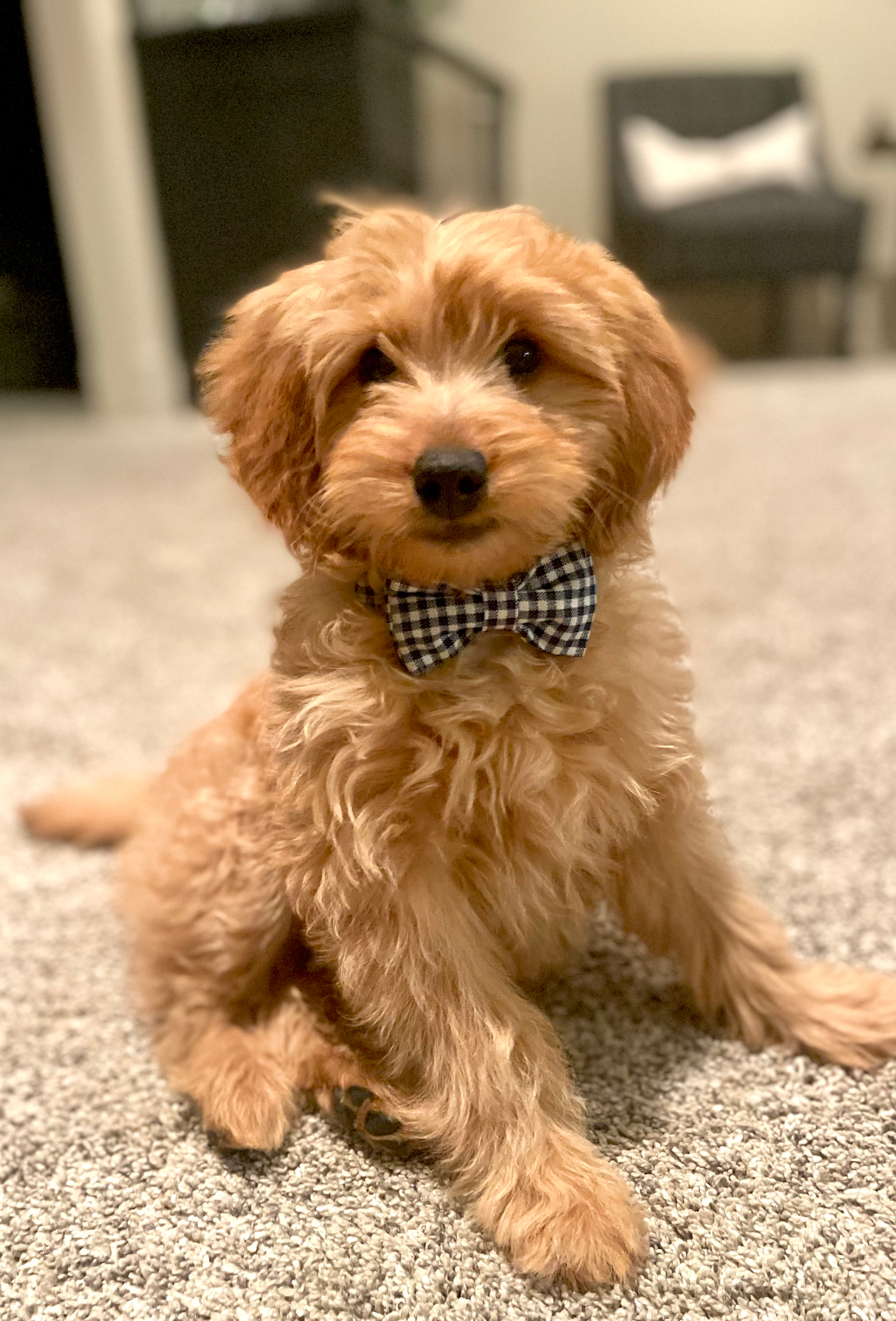 Adorable Golden Retriever Poodle Mix Puppy