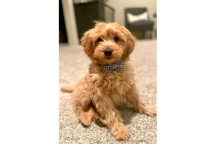 Adorable Golden Retriever Poodle Mix Puppy