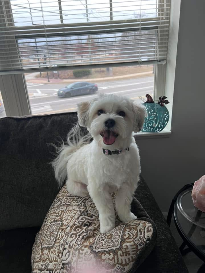 Teddy Bear Puppy for Adoption