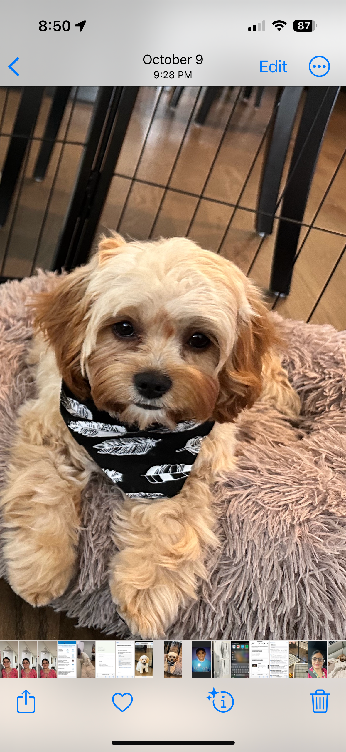 Small Cavapoo Baby