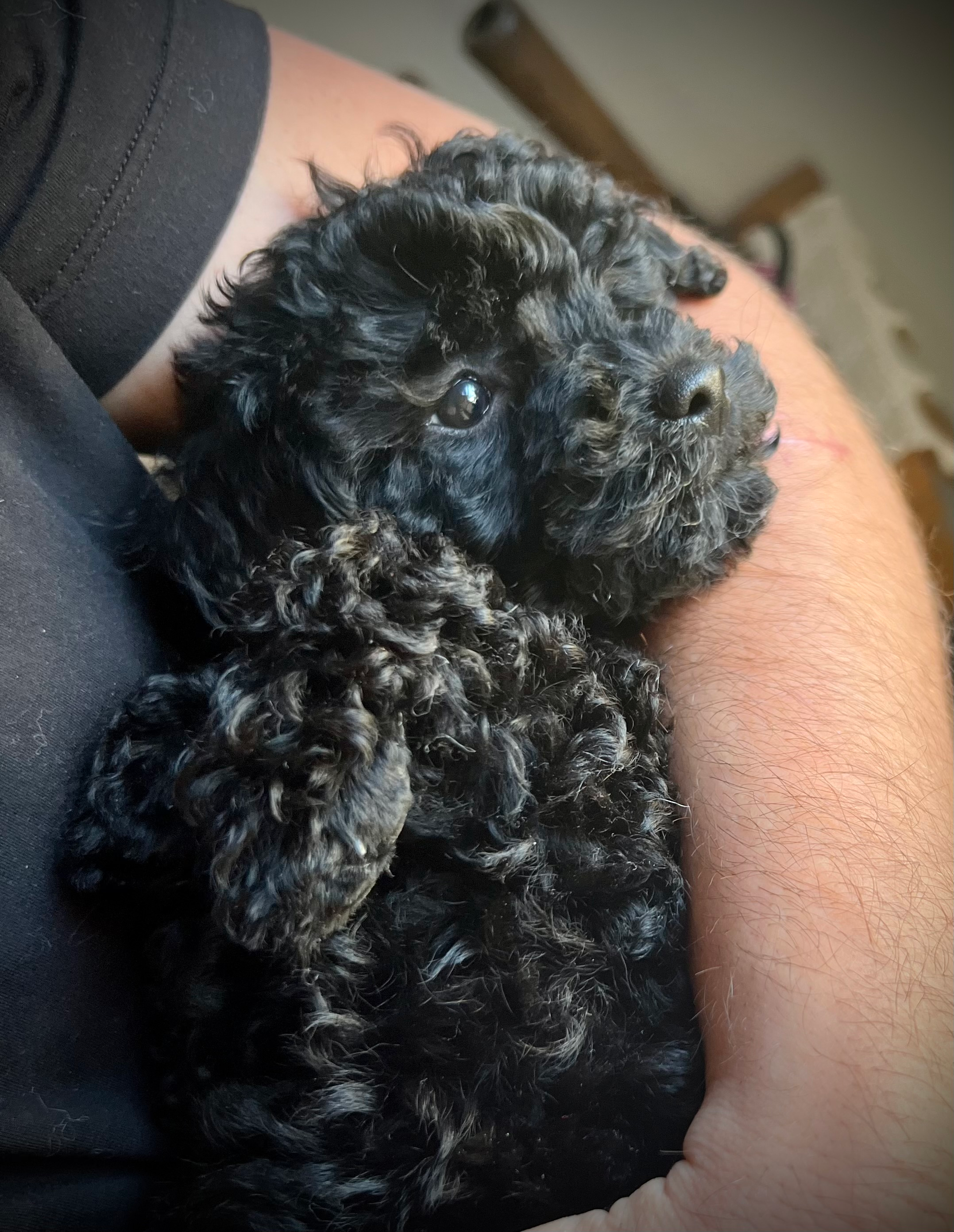 Popular Poodle Purebred Pup