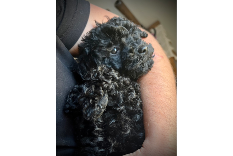 Popular Poodle Purebred Pup