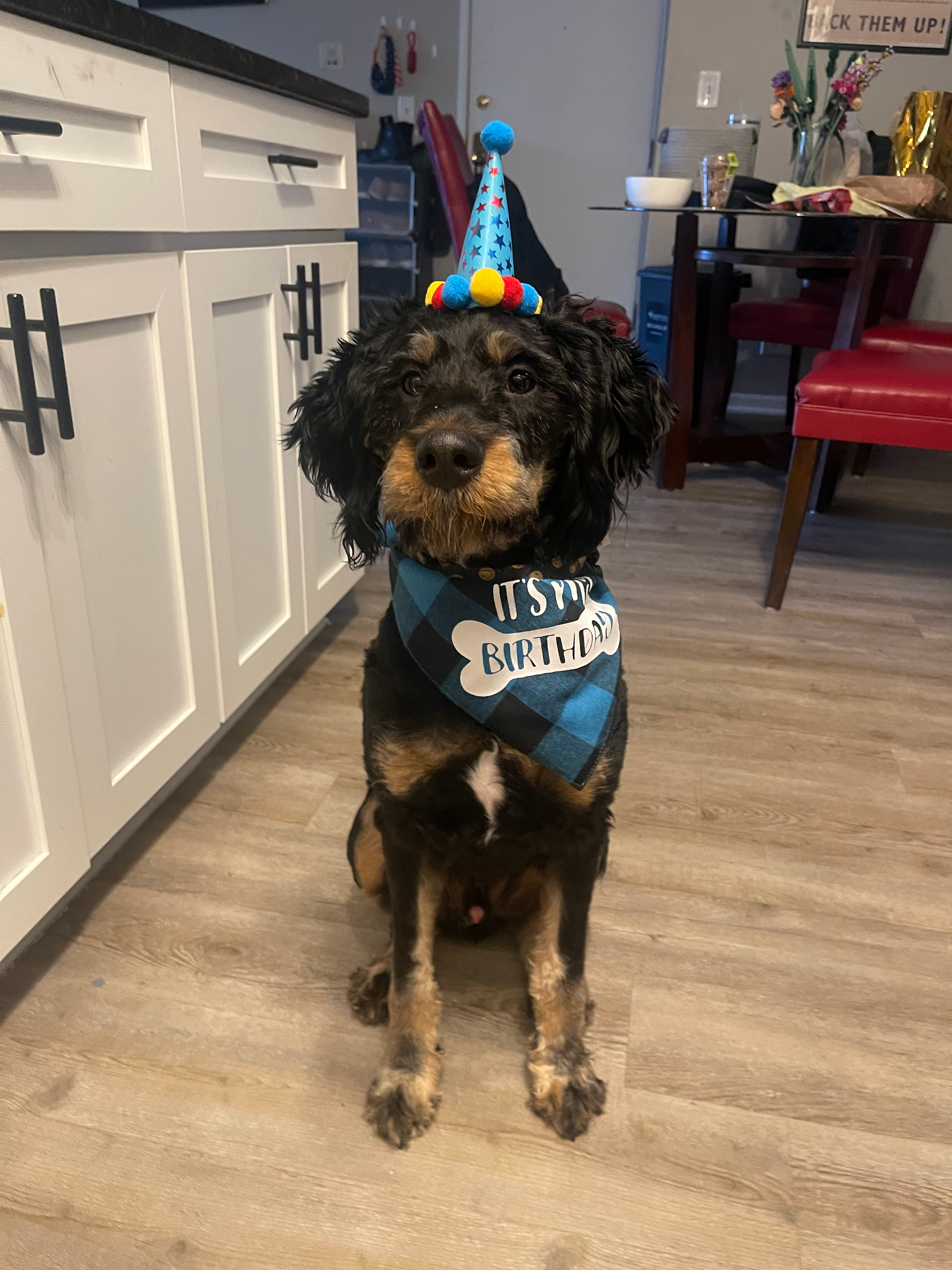 Funny Mini Bernedoodle Poodle Mix Pup