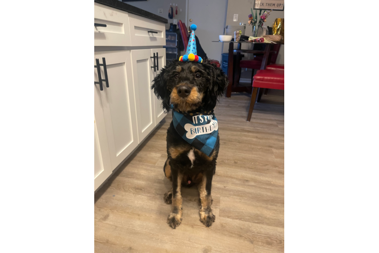 Funny Mini Bernedoodle Poodle Mix Pup