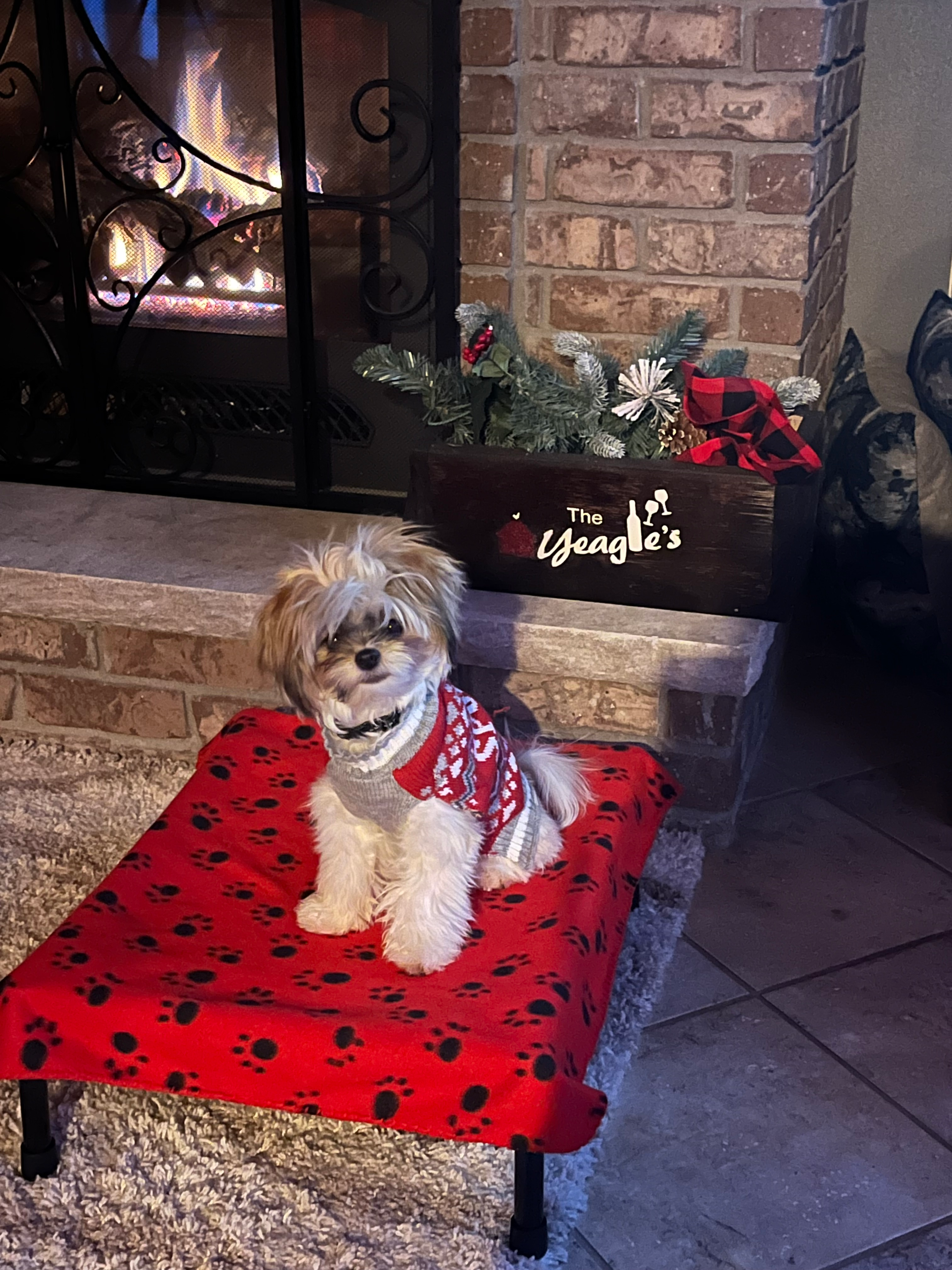 Happy Shih Pom Baby