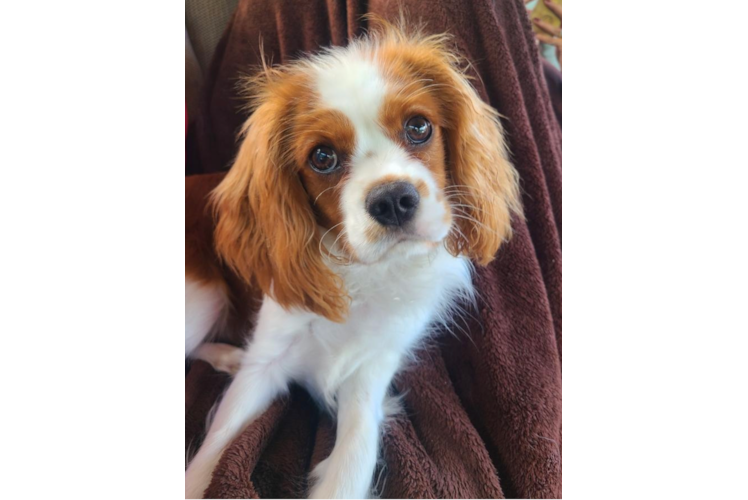 Best Cavalier King Charles Spaniel Baby