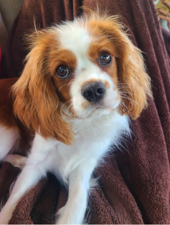 Cavalier King Charles Spaniel