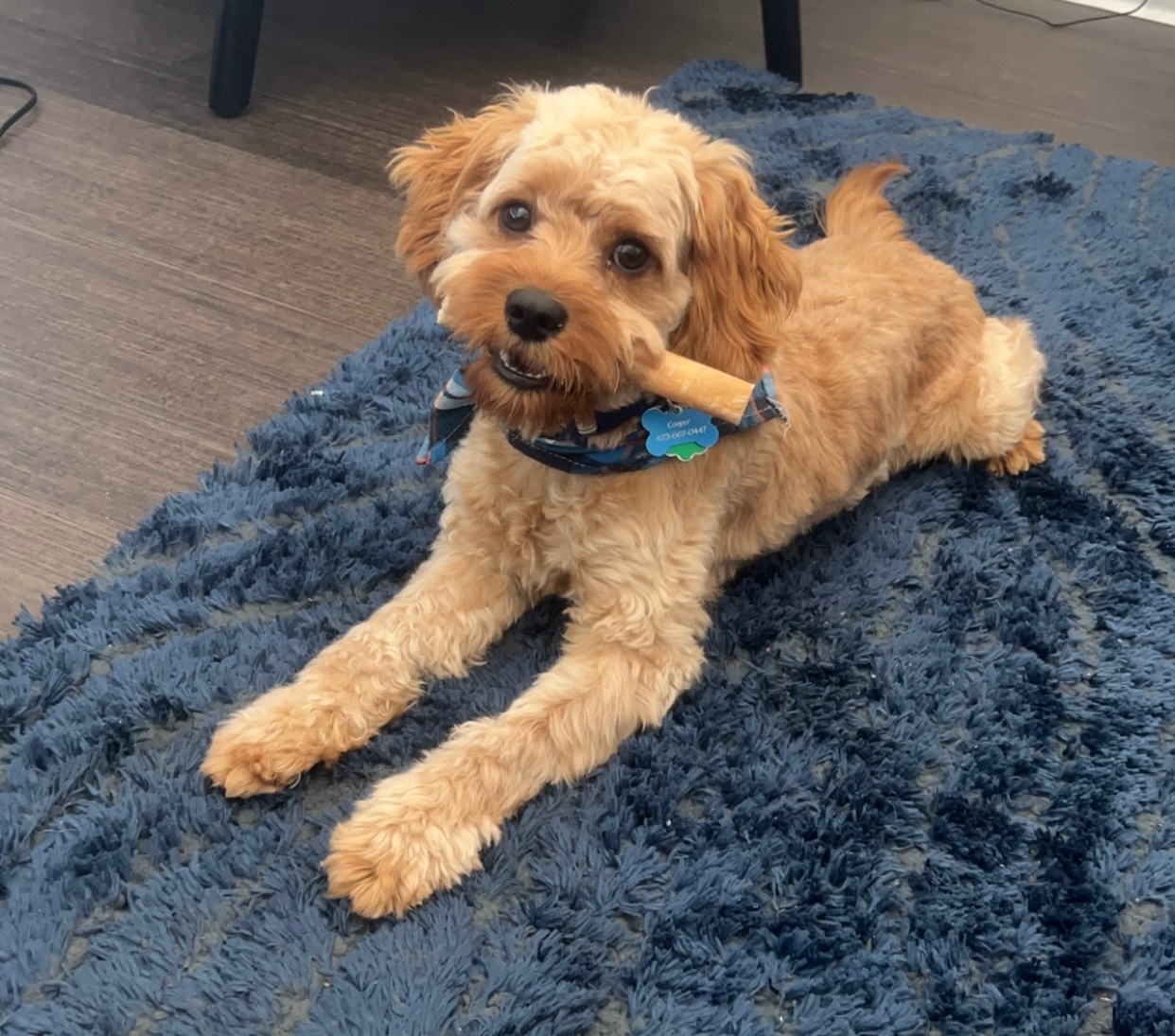 Friendly Cavapoo Baby