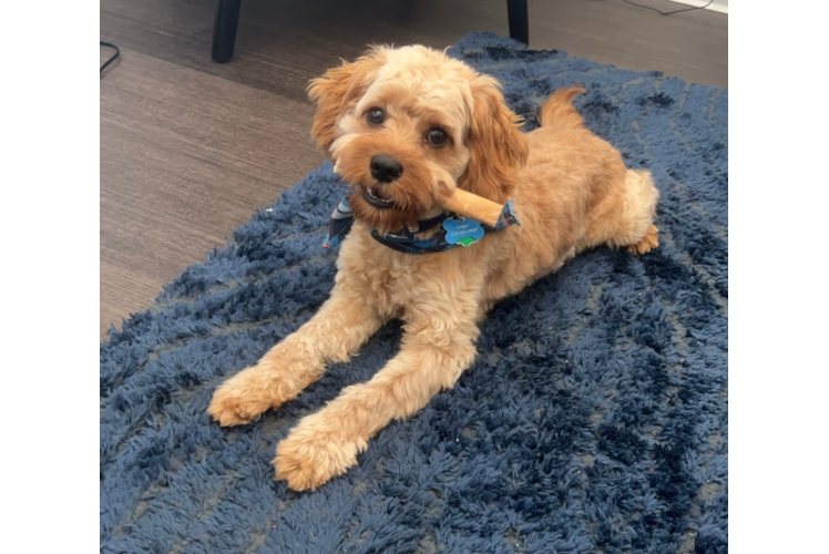 Friendly Cavapoo Baby