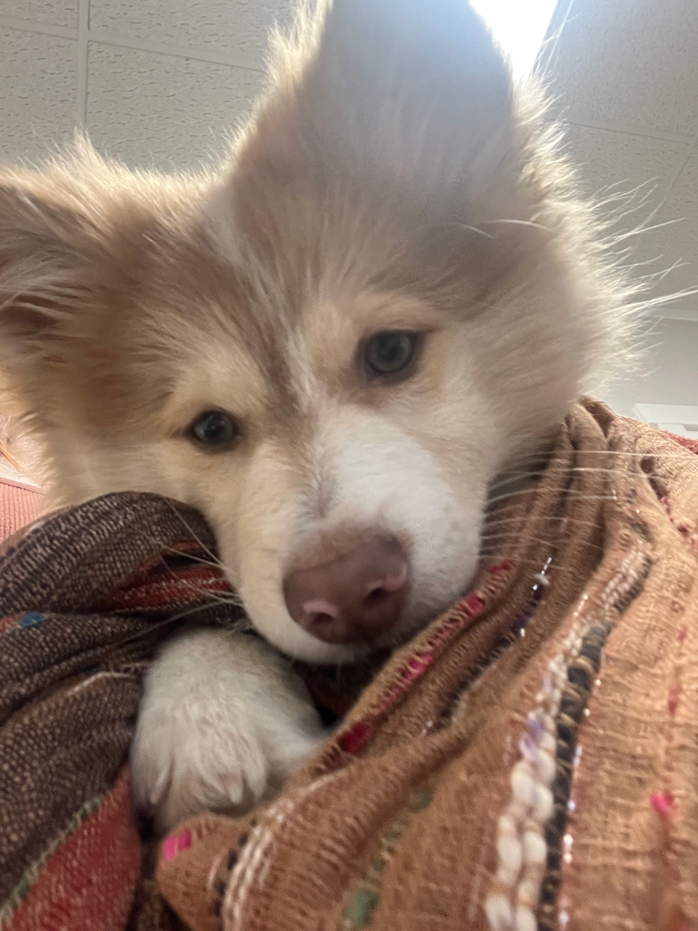 Petite Pomsky Designer Pup