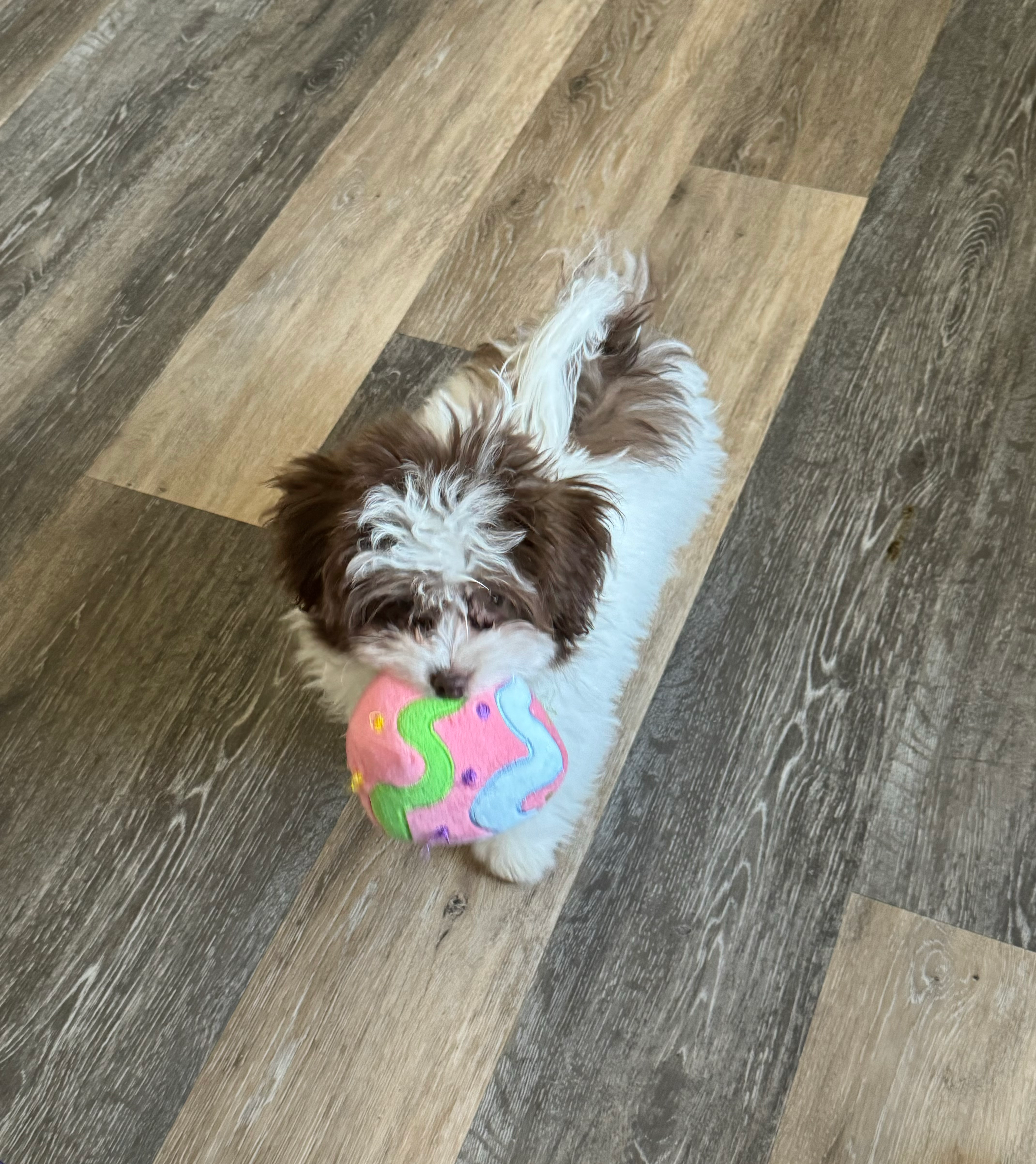 Petite Havapoo Poodle Mix Pup