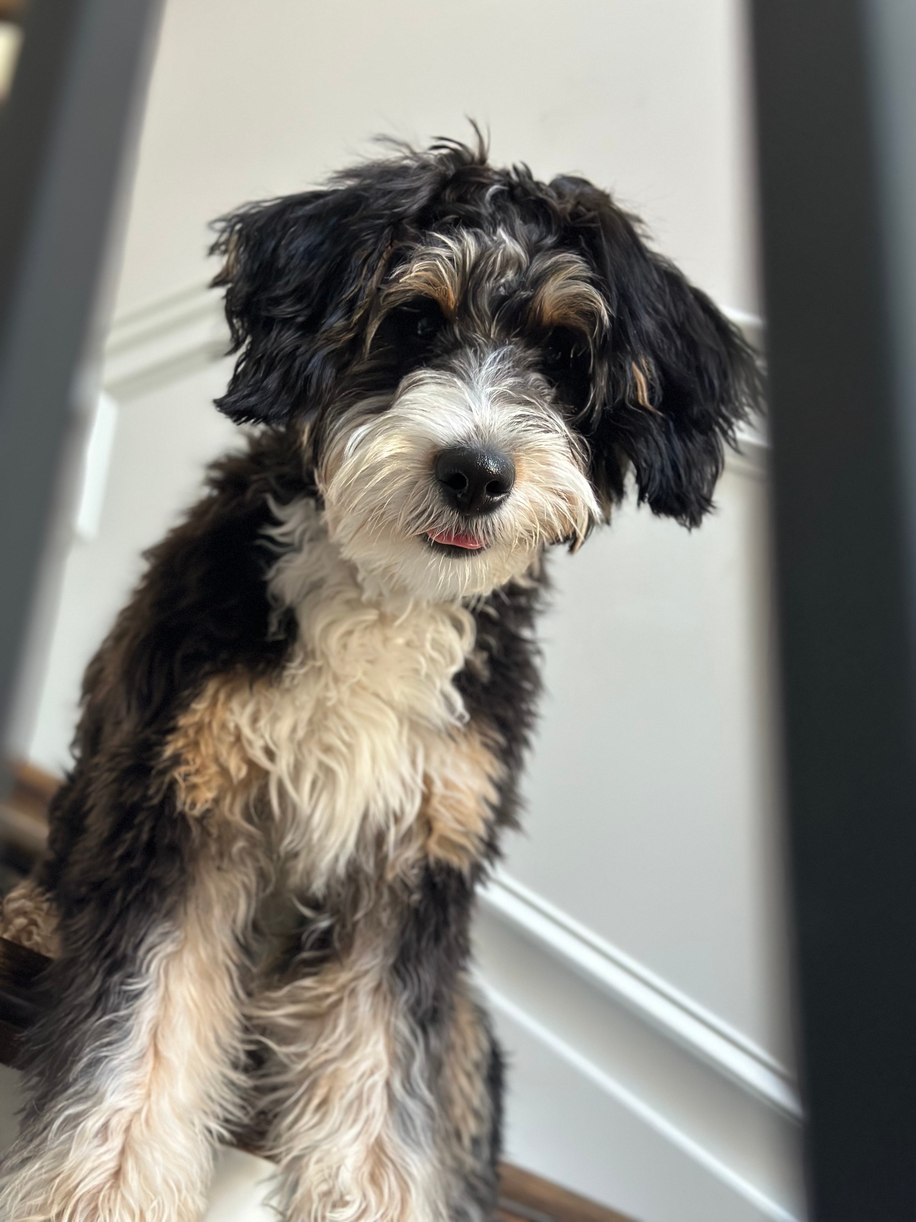 Playful Mini Berniedoodle Poodle Mix Puppy